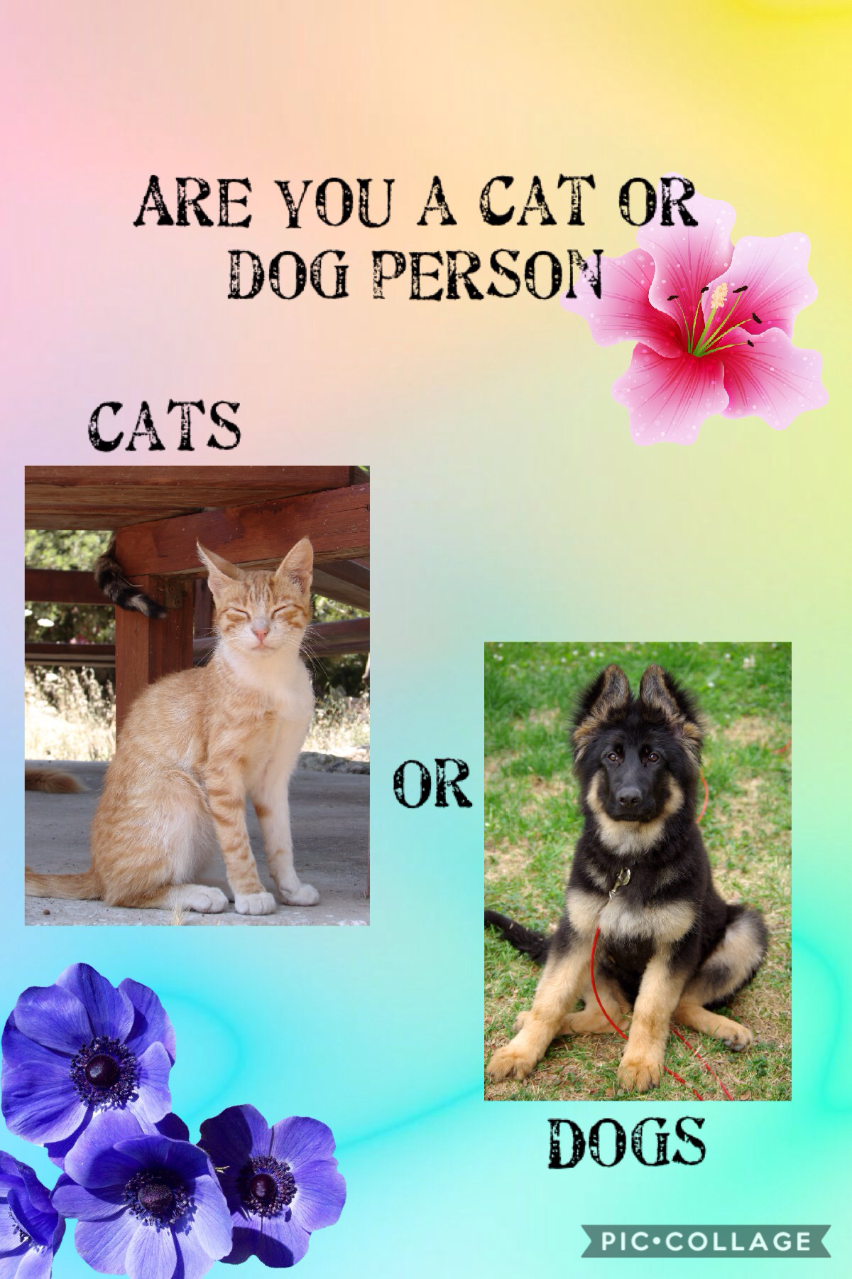 Comment why you are a cat person or a dog person 