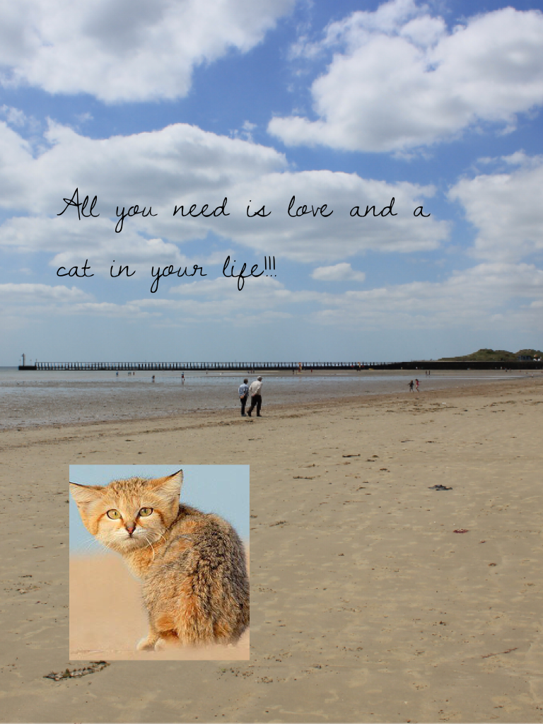All you need is love and a 
cat in your life!!!