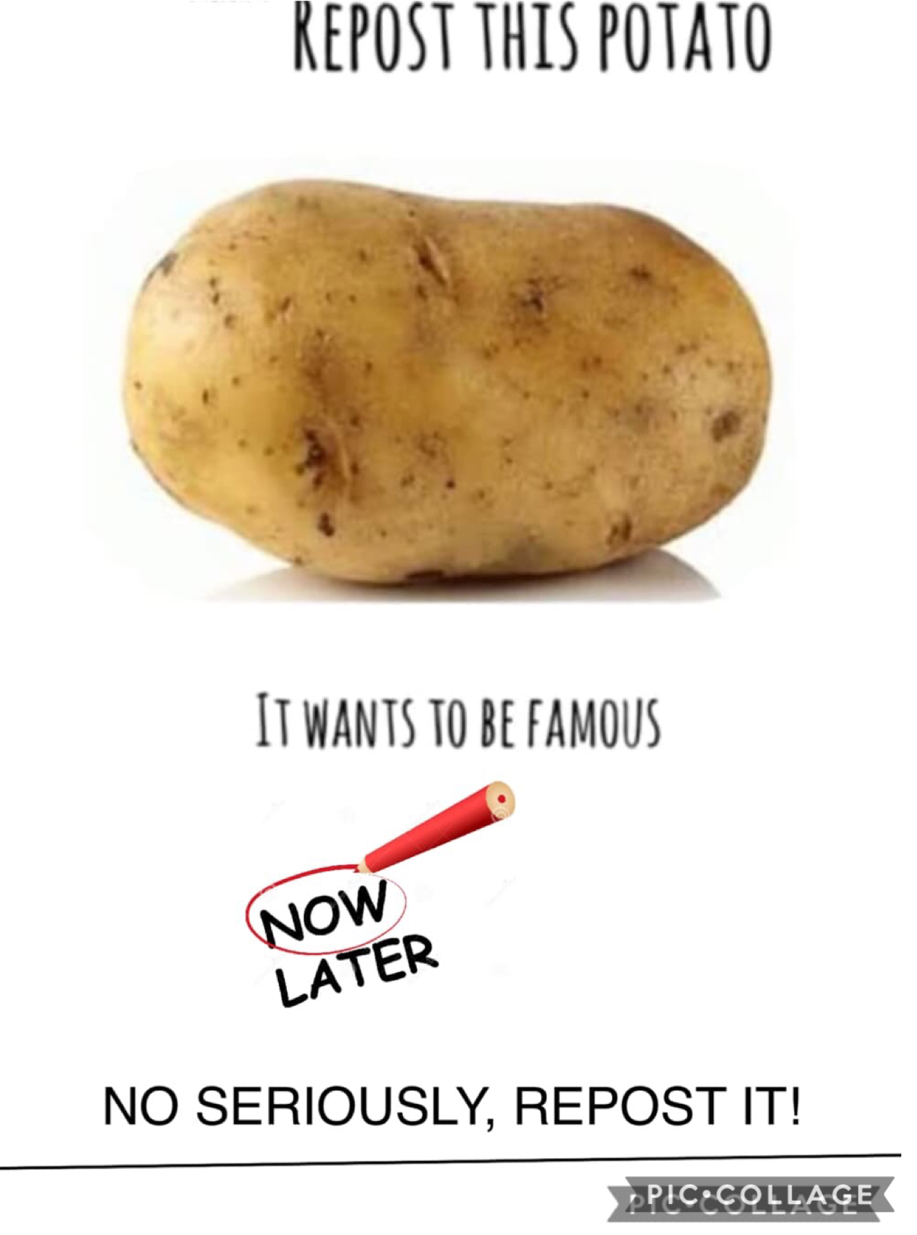 repost this potato pls! 🥔