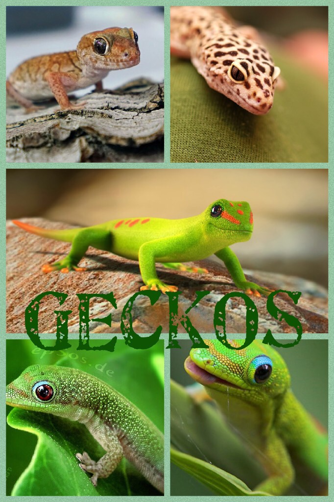Geckos
Follow me at nerdy gecko
Also like if you like geckos too