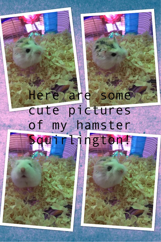 Here are some cute pictures of my hamster Squirlington!