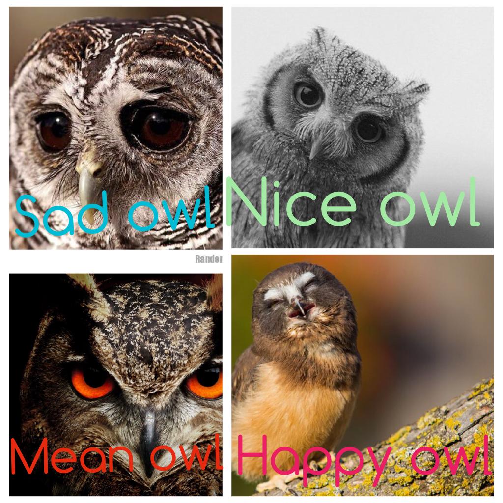 Nice owl