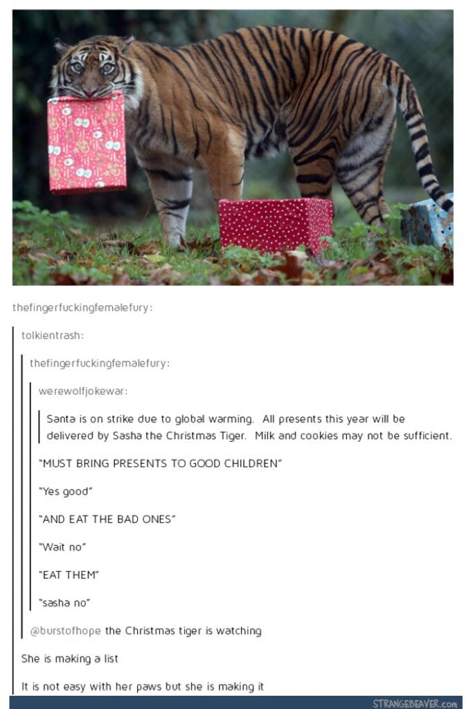 All hail Sasha the Christmas tiger