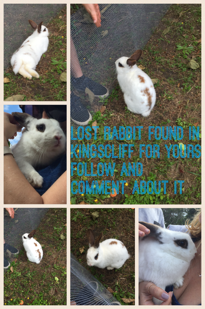 Lost rabbit found in Kingscliff for yours follow and comment about it