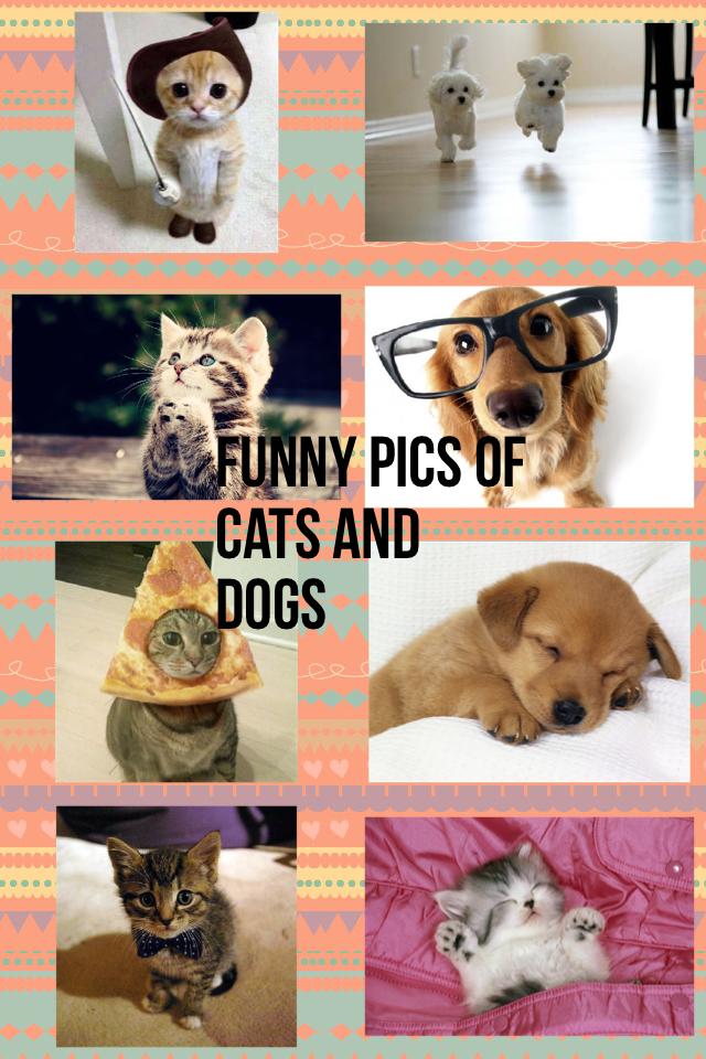 Funny pics of cats and dogs 