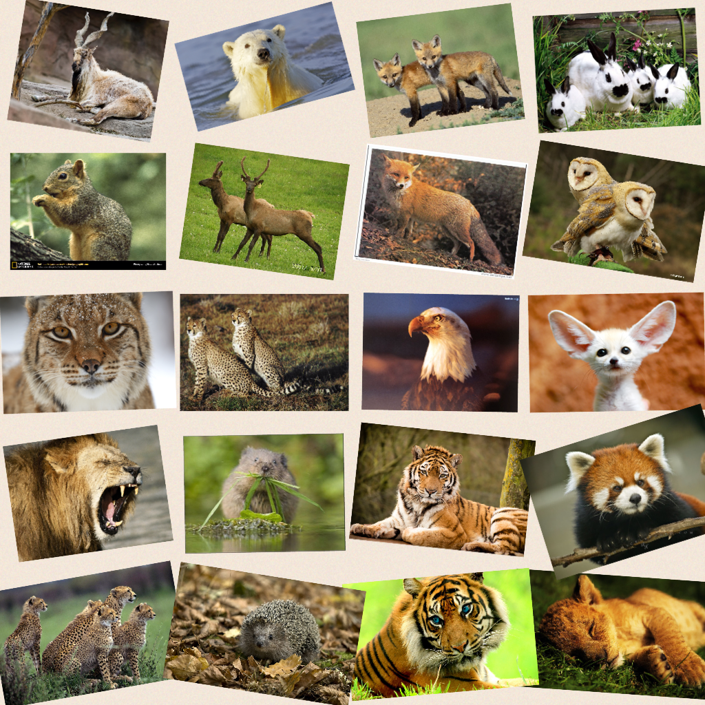 Is these animals cool
