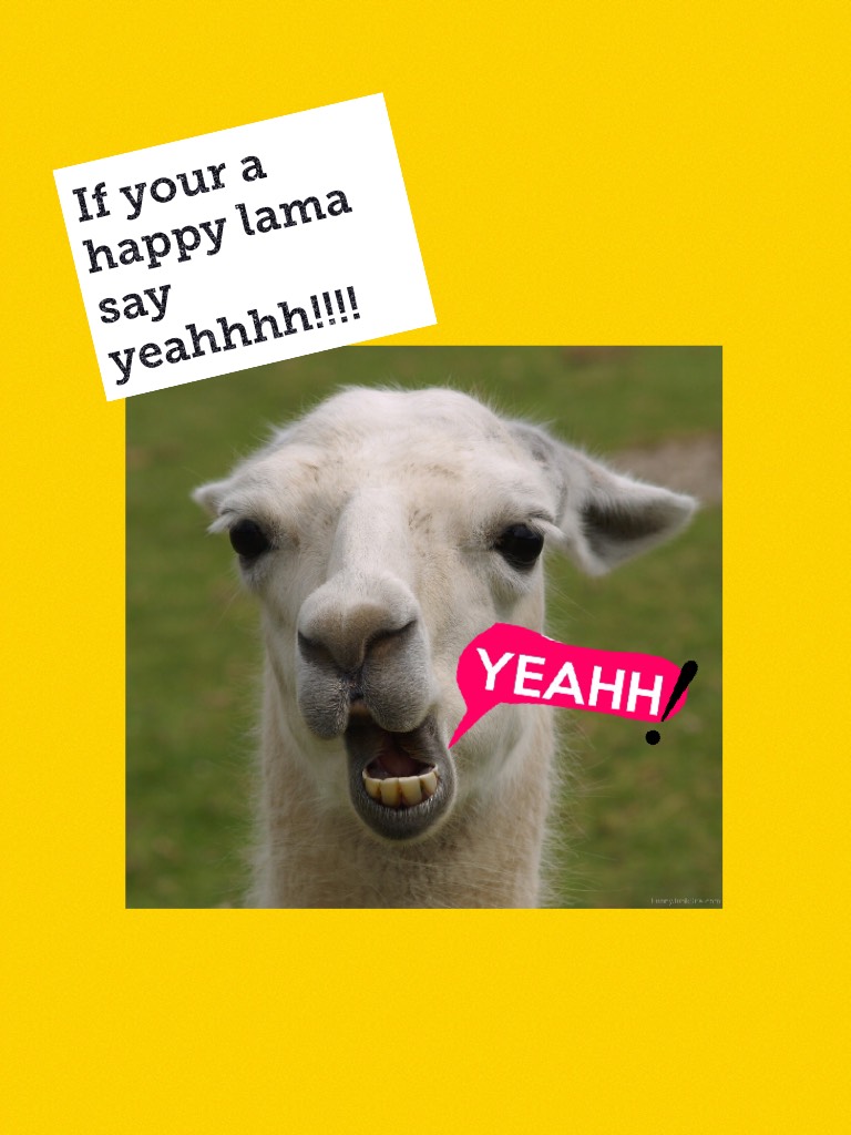 If your a happy lama say yeahhhh!!!!