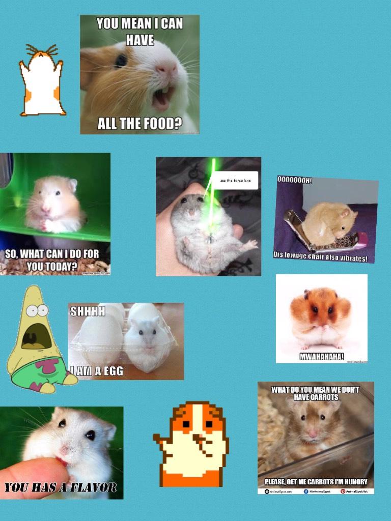 Hamster memes 