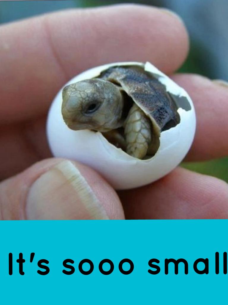 It's sooo small