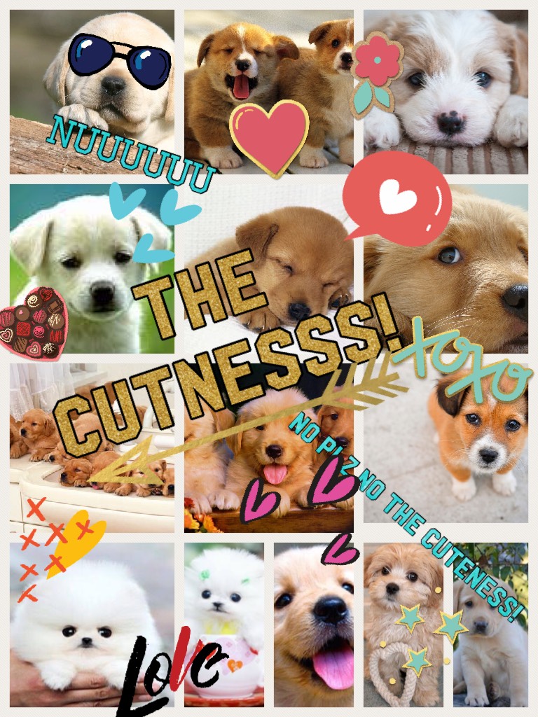 The cutnesss! Buy the puppies I loooove puppies, sooo much I want one!