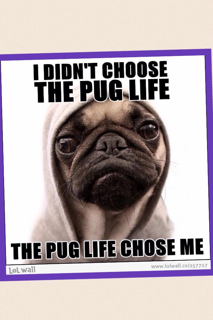 Pug life
