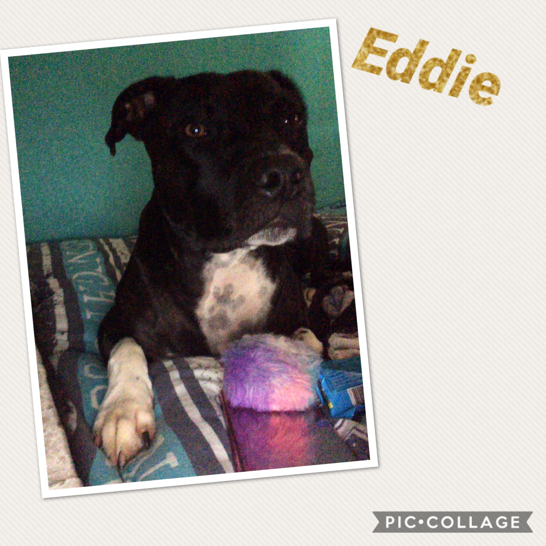 Hey, do you like dogs and I do!!!! 
My dog called Eddie and he is 3 years old 