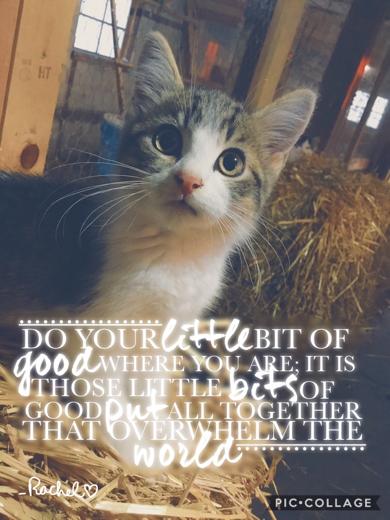 Photo Credit to a friend of mine! She actually took this picture of her cat and I thought it was ADORABLE❤️ Inspired by: ButteredPopcorn!👍🏻