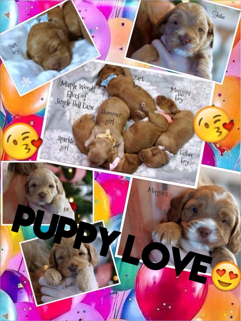 Collage by Parmesan_Puppy