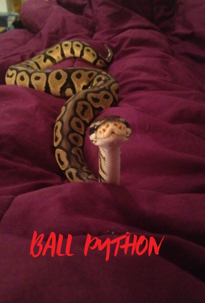 I'm obsessed with all pythons 