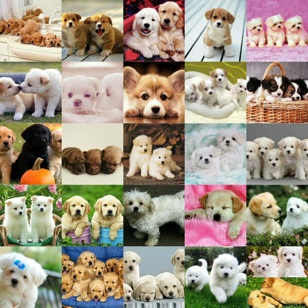#Puppies