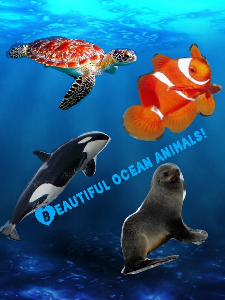 Beautiful ocean animals!