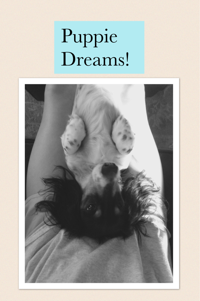 Puppie Dreams!