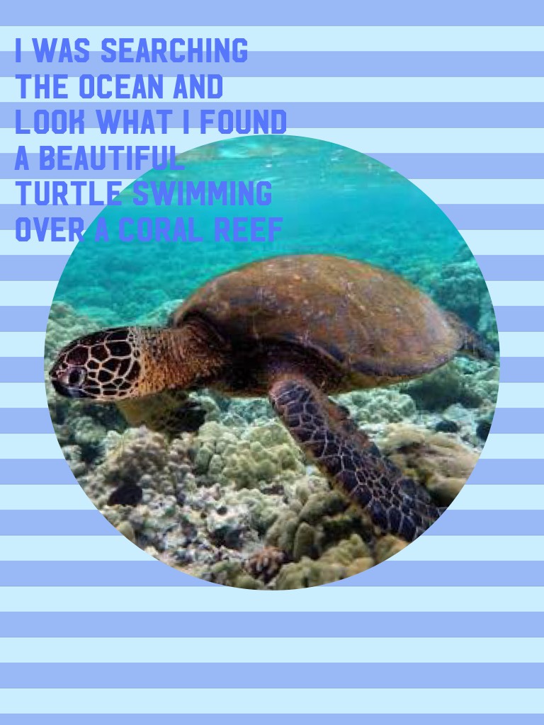 Here's a picture of a turtle I found on google images and here's a look at what i turned it into.