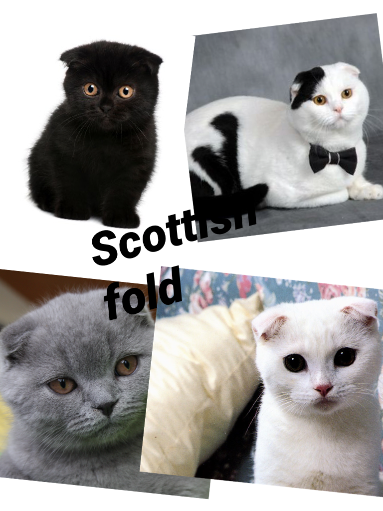 Scottish fold- own it and be like Taylor Swift