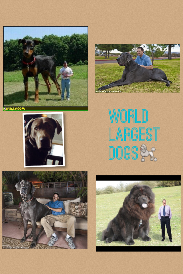 World largest dogs🐩