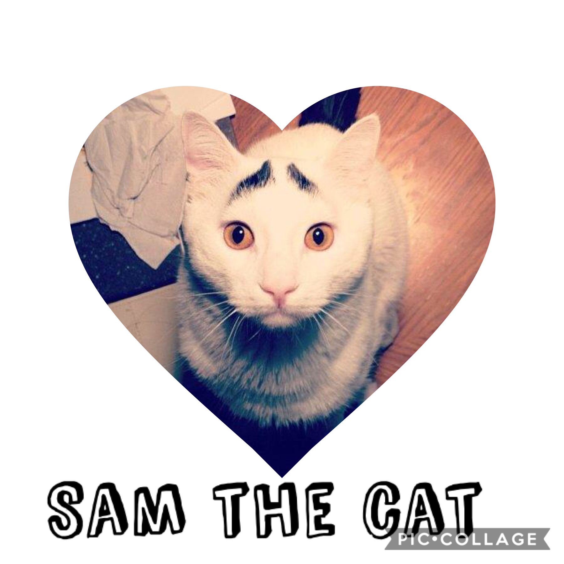 Internet famous 
Sam the sad cat 😿 