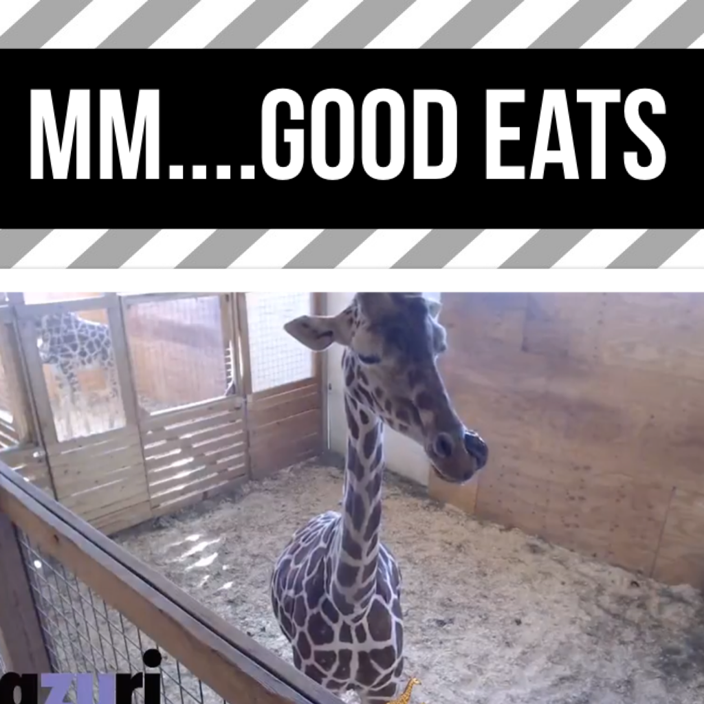Giraffes after a snack