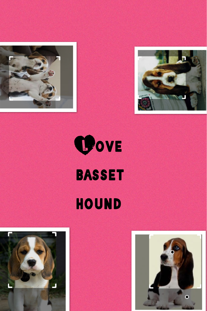 Love basset hound 
