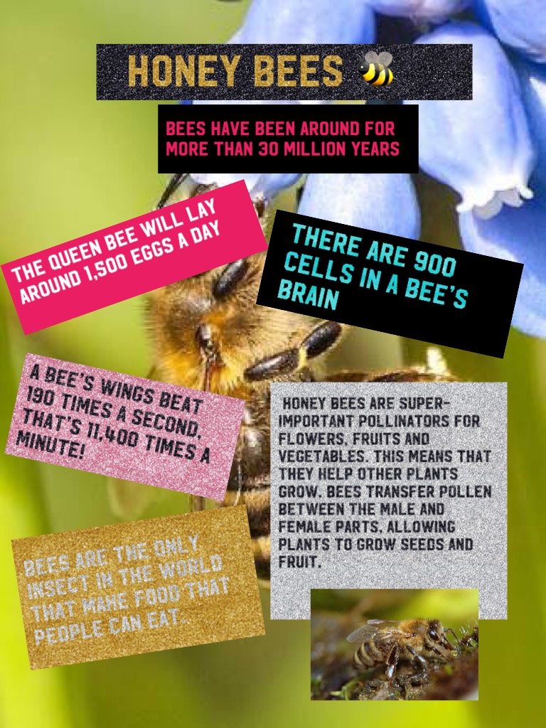 HONEY BEES 🐝 
This is some cool facts about honey bees 