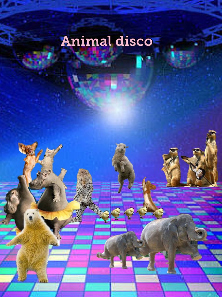 Animal disco 