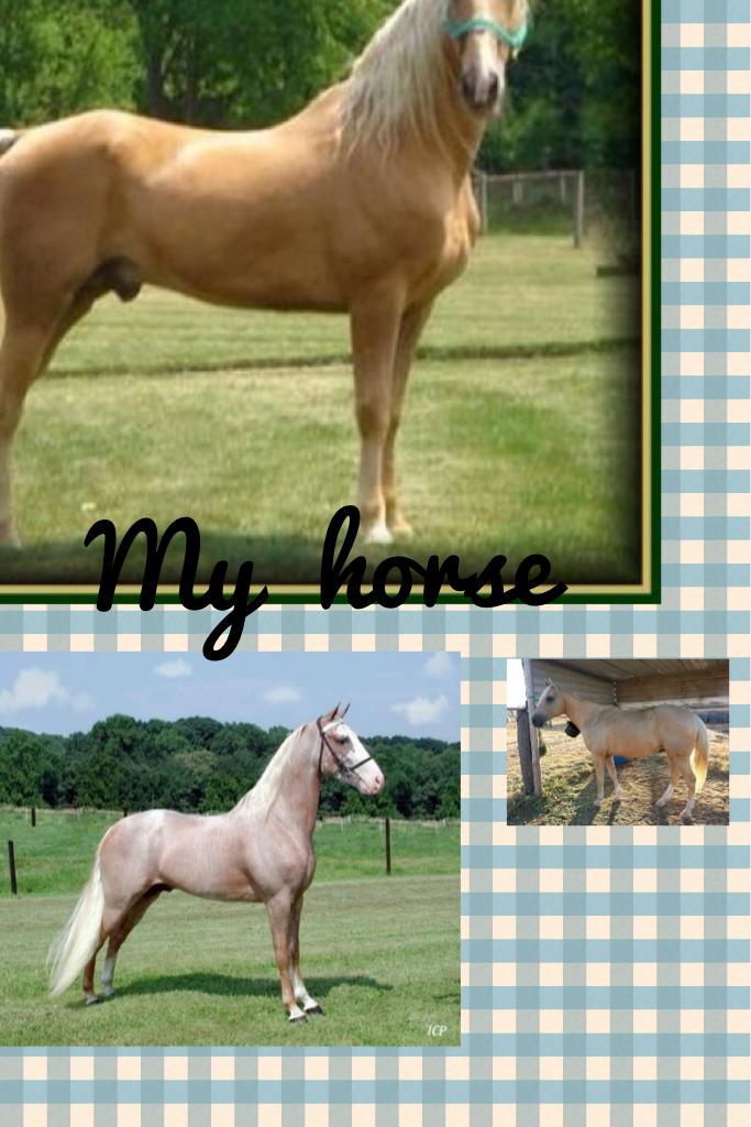 My  horse ginger
