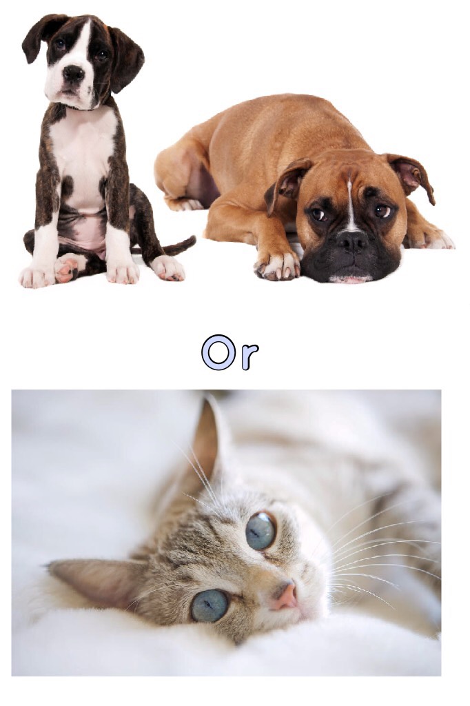 Dogs or cats???