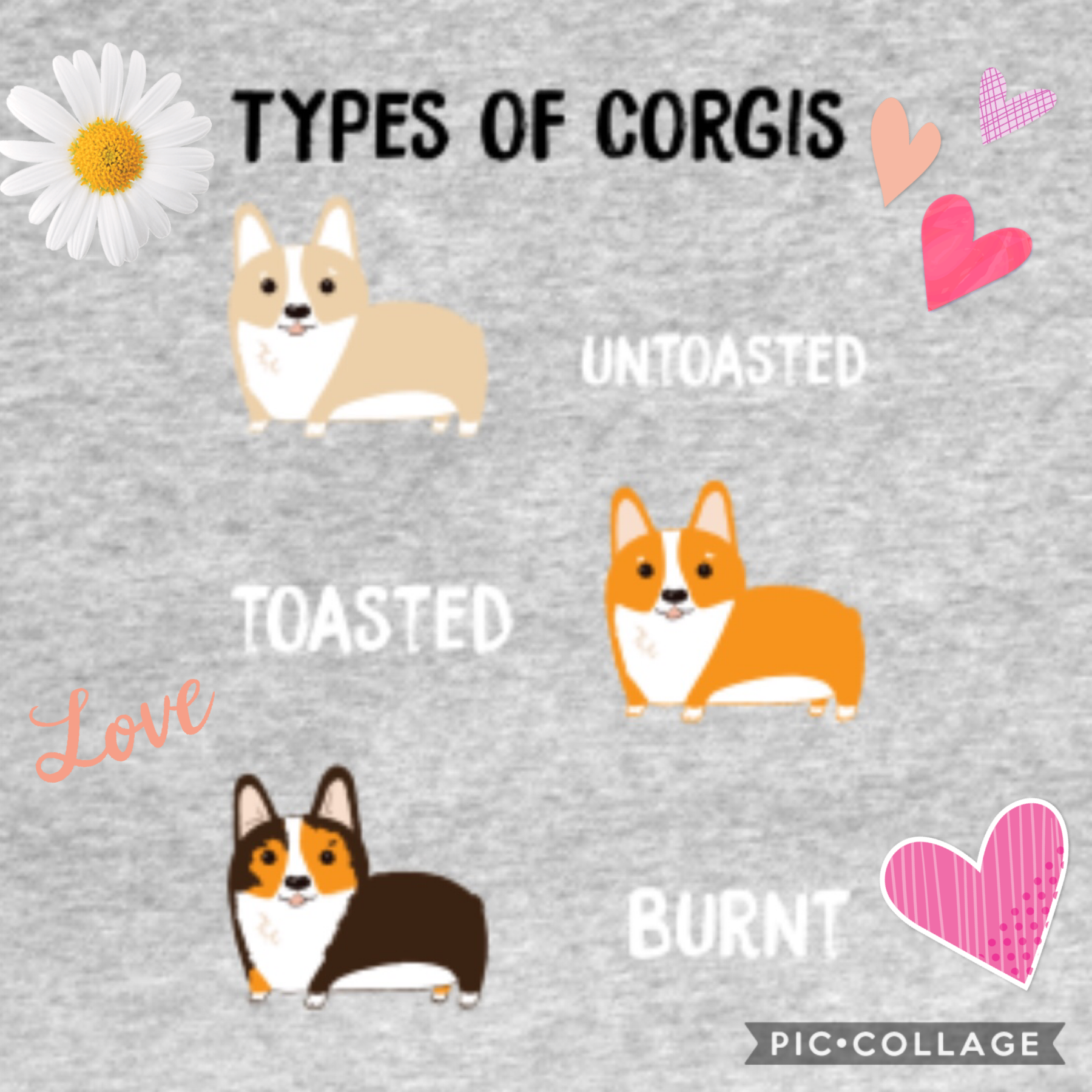 What type of corgi do you have???