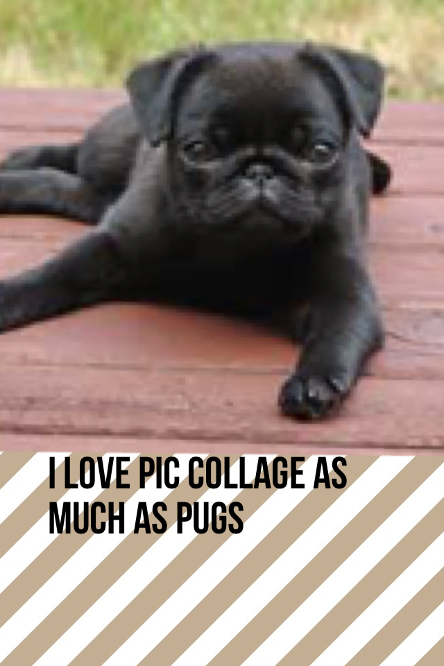 I love pic collage as much as pugs 