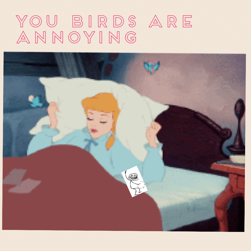 You birds are annoying 