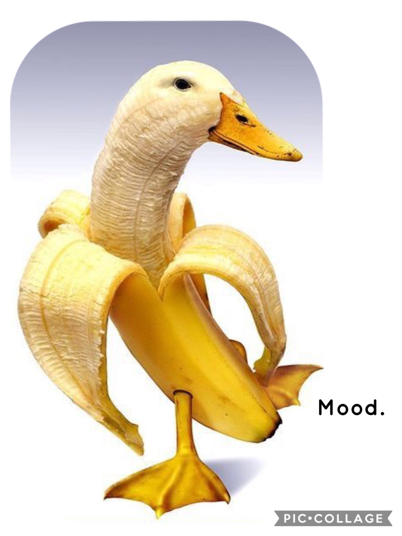 Get ready for it. 
Absurdity central.
First post. 
As if you didn’t laugh.
.
.
.
.
.
. 
#Firstpost #banana #duck 
🦆+🍌= whtujstsaw
