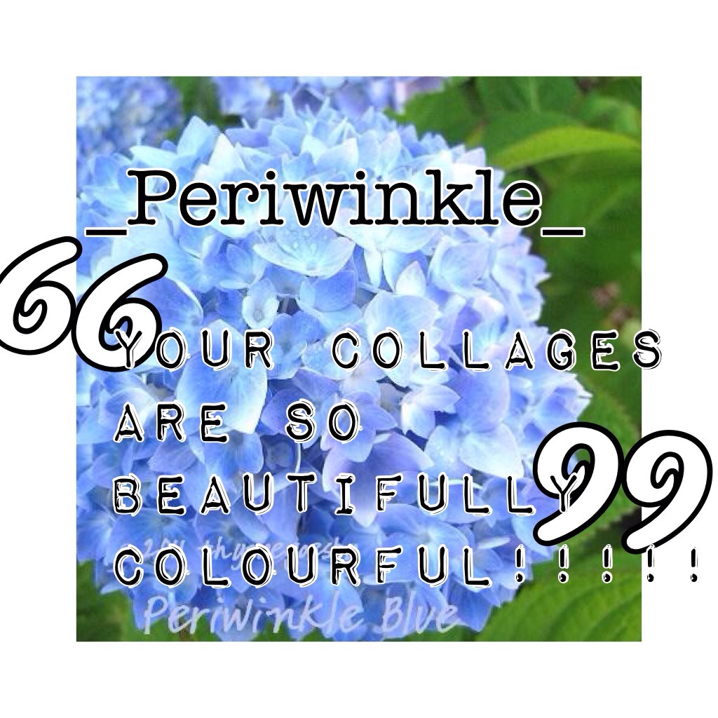 _Periwinkle_