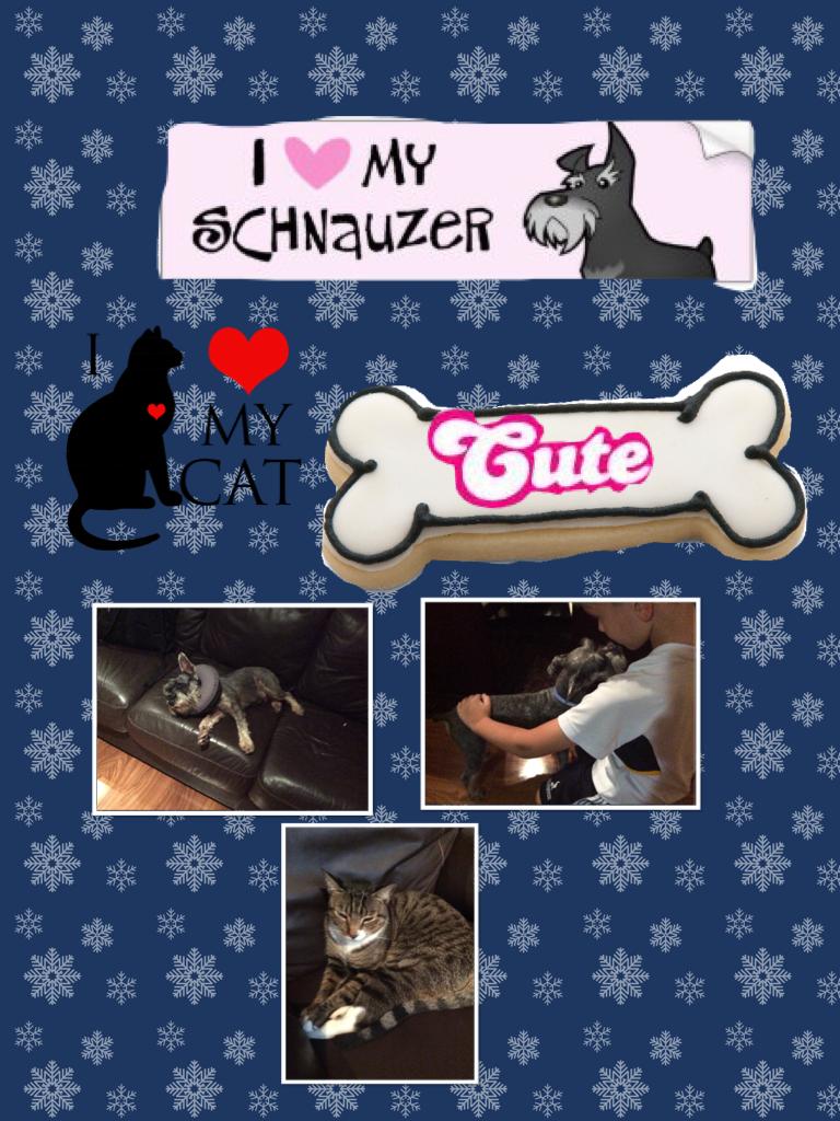 My pets/ second pic collage