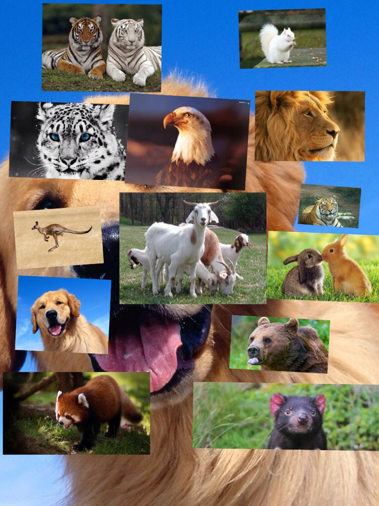 Animals if you like animals please follow me at gracehill123