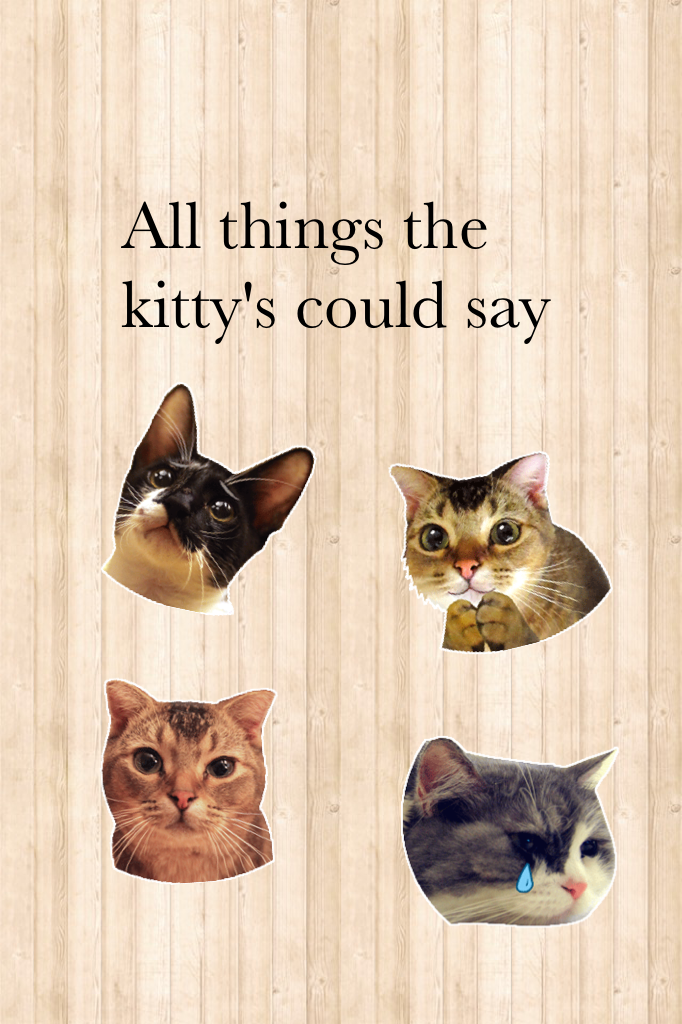 All things the kitty's could say