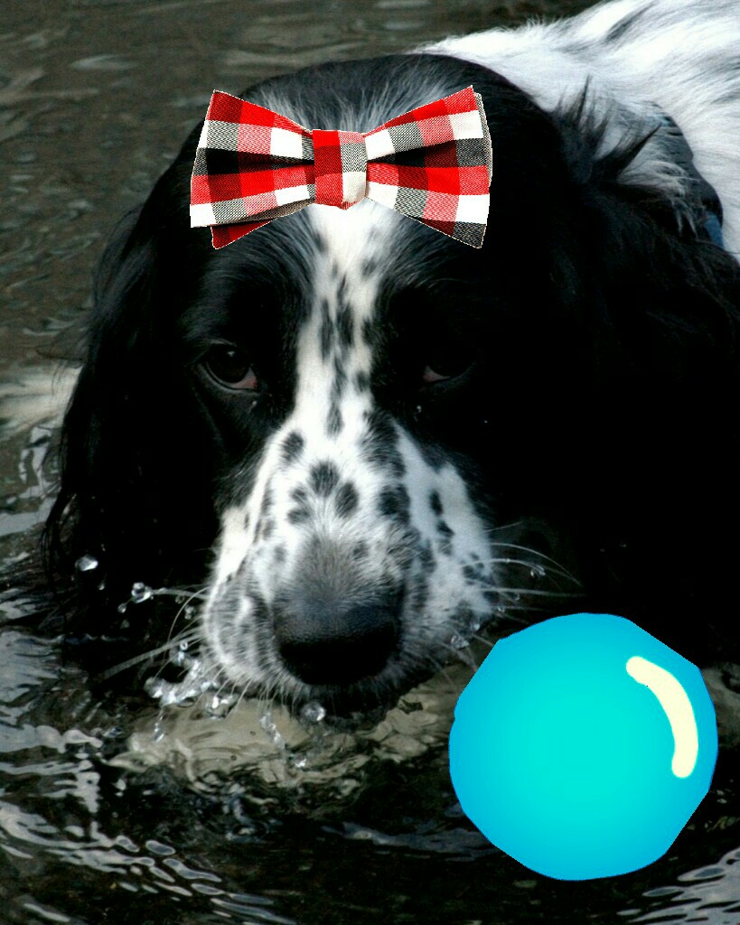 DO U LIKE SEAFOOD!!!
looks like this dog is a huge fan or the water! I wonder if the fish are sucking his/her paws in the image i imagined this dog as a girl wich is why i added the bow for affect, the bubble is to show the dogs inner water passion! 
😂😁😘😎