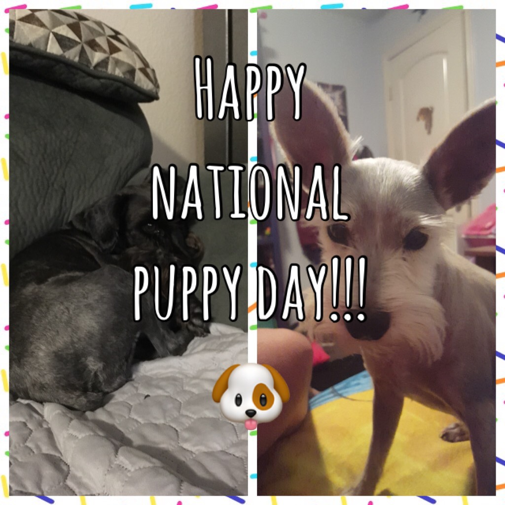 Happy national puppy day!!!  🐶 