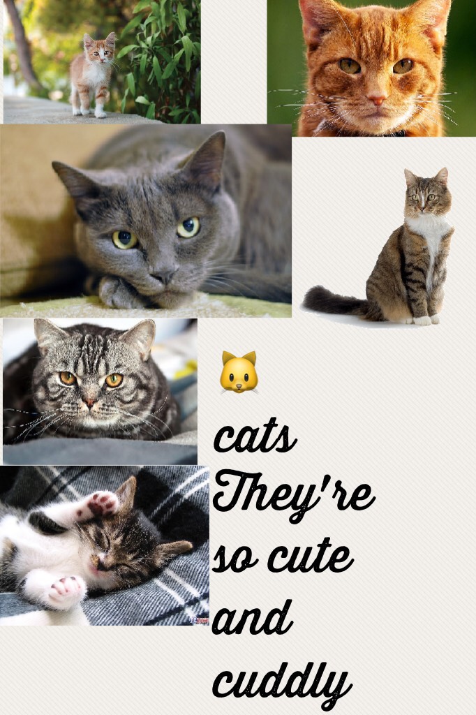 🐱 cats 🐱 