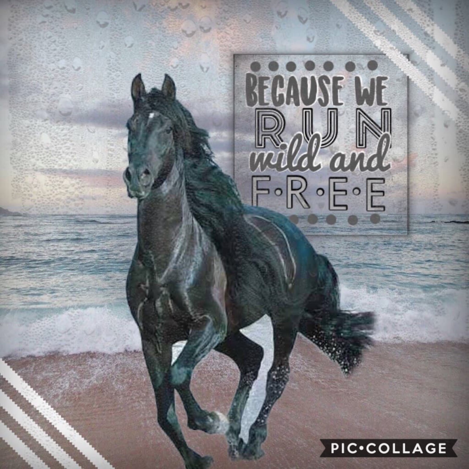 My entry to a contest! The picture reminds me of The Black Stallion. It’s a super good book and movie you should watch or read it!