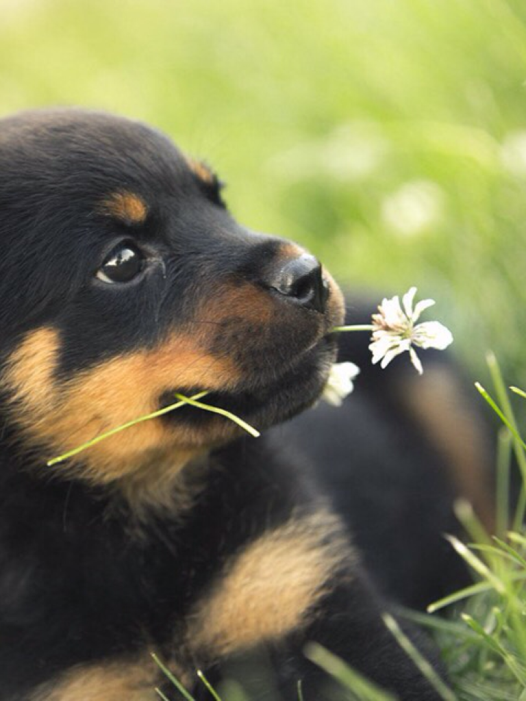 A cute little puppy 