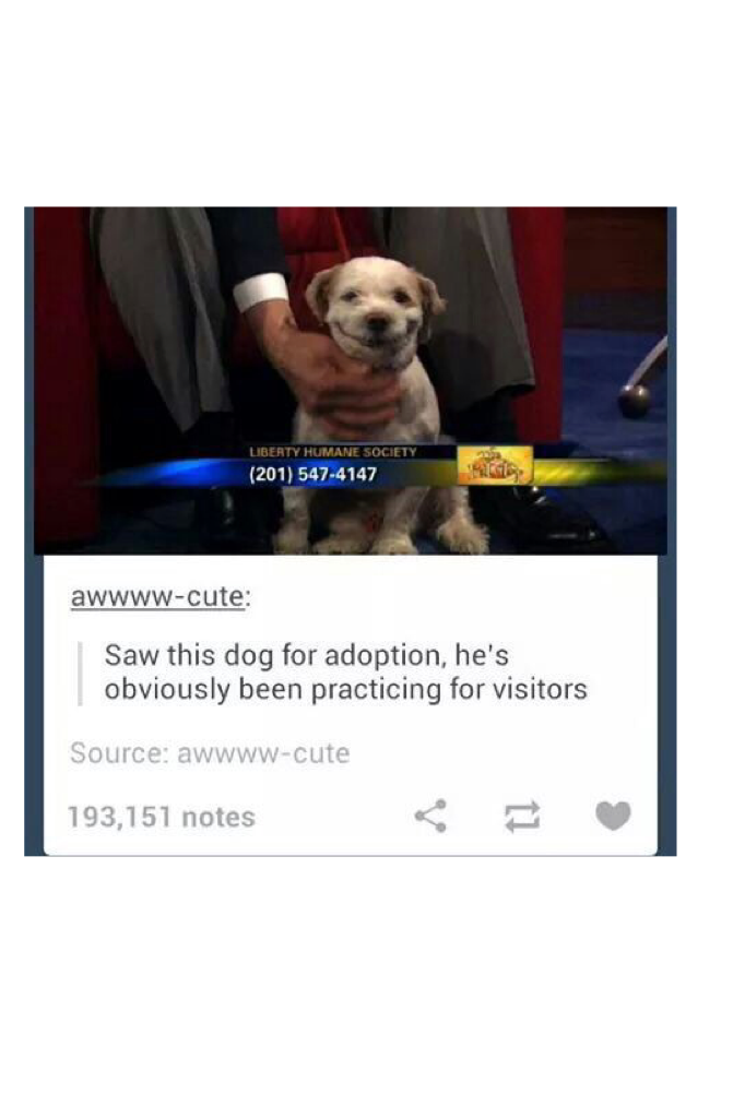I would adopt him