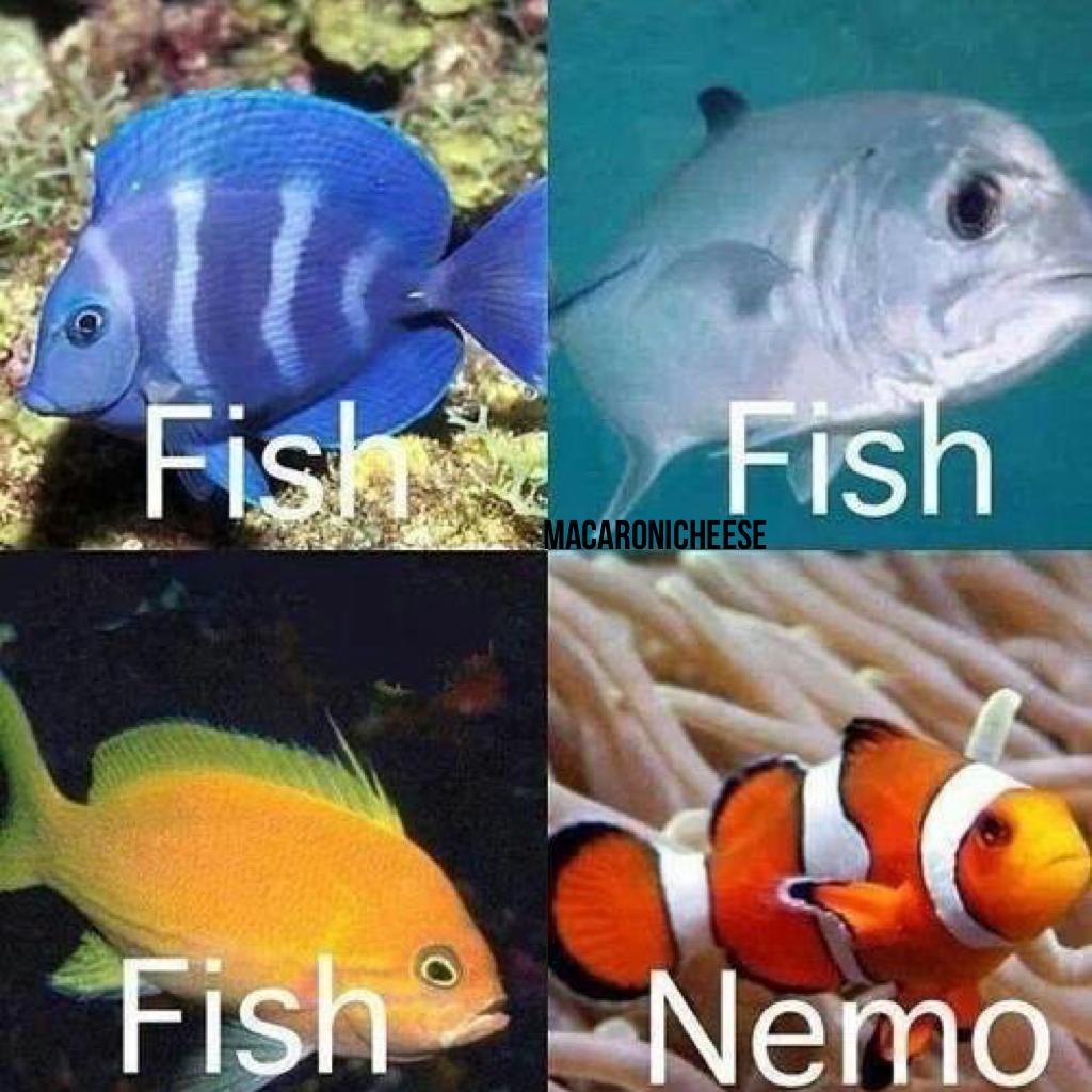 Everyone knows who Nemo is😂