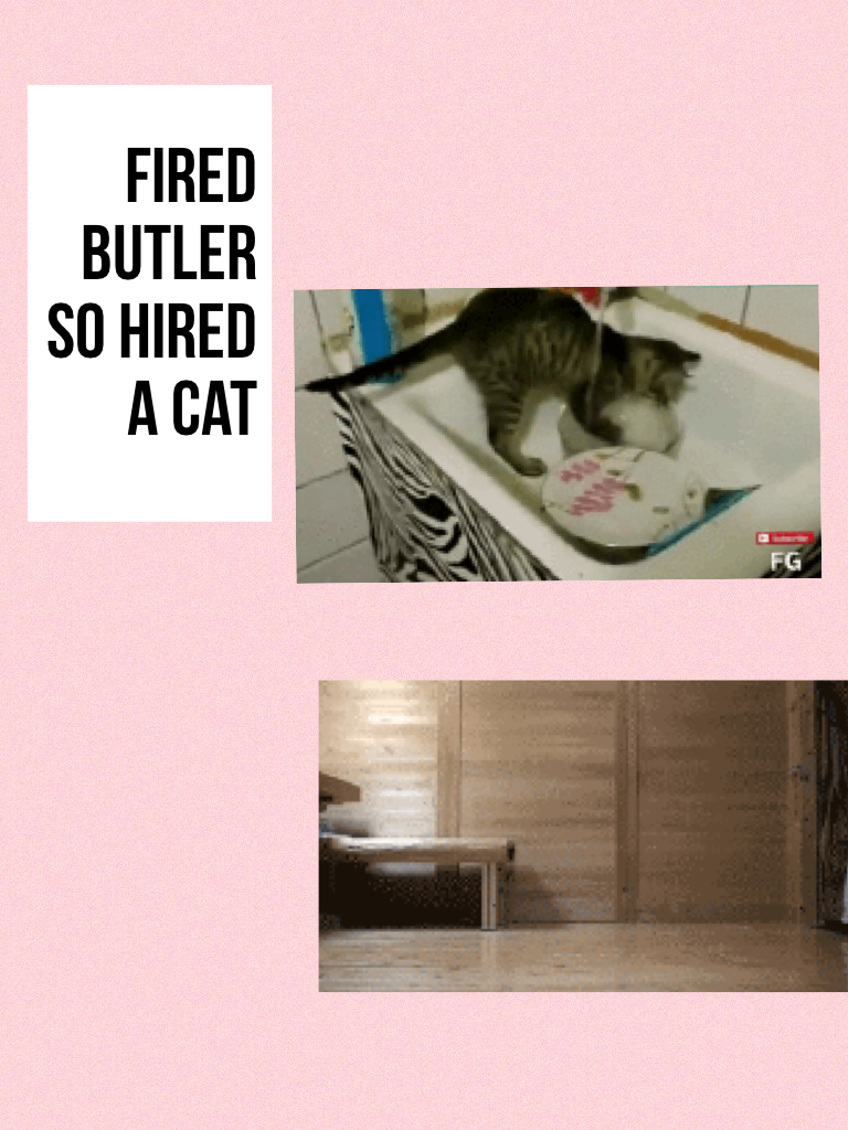 Fired
Butler
So hired a cat
#cat chores