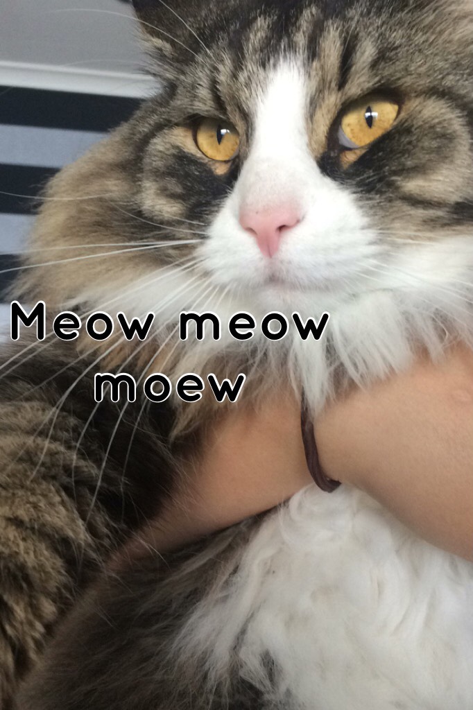 Meow meow moew