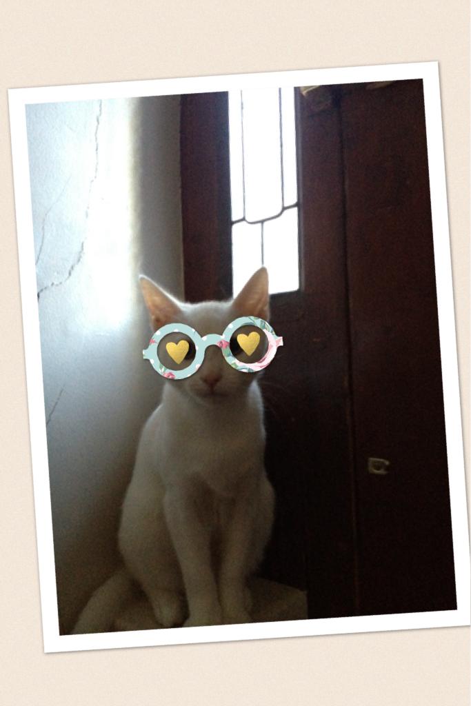 Cats wear glasses, don't they?